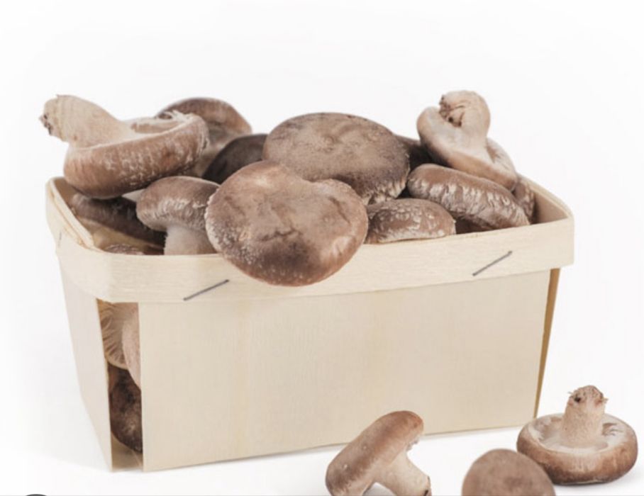 Cogumelos shitake biológicos