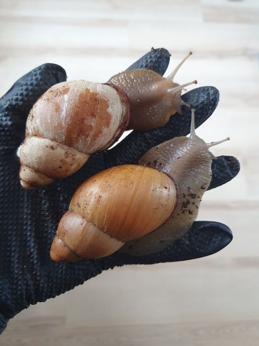 [Para] Megalobulimus oblongus ‐ ślimaki egzotyczne