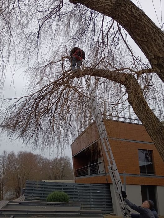 Спил деревьев, обрезка веток,, арбористика,,спилим дерево любое