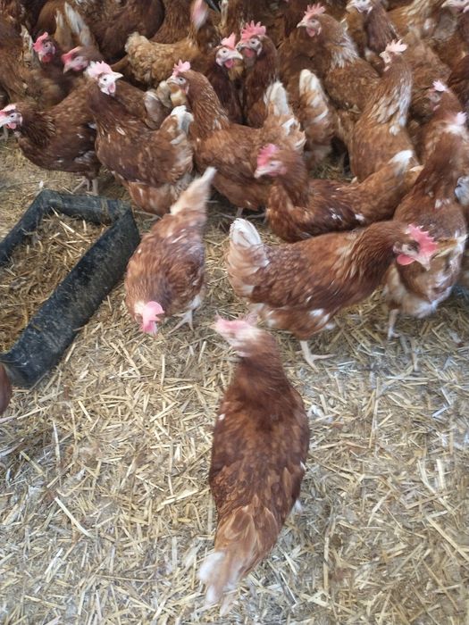 Sprzedam kury nioski Transport Cała Polska