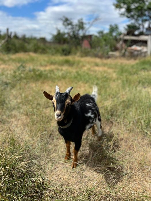 Продам козлика камерунской породы