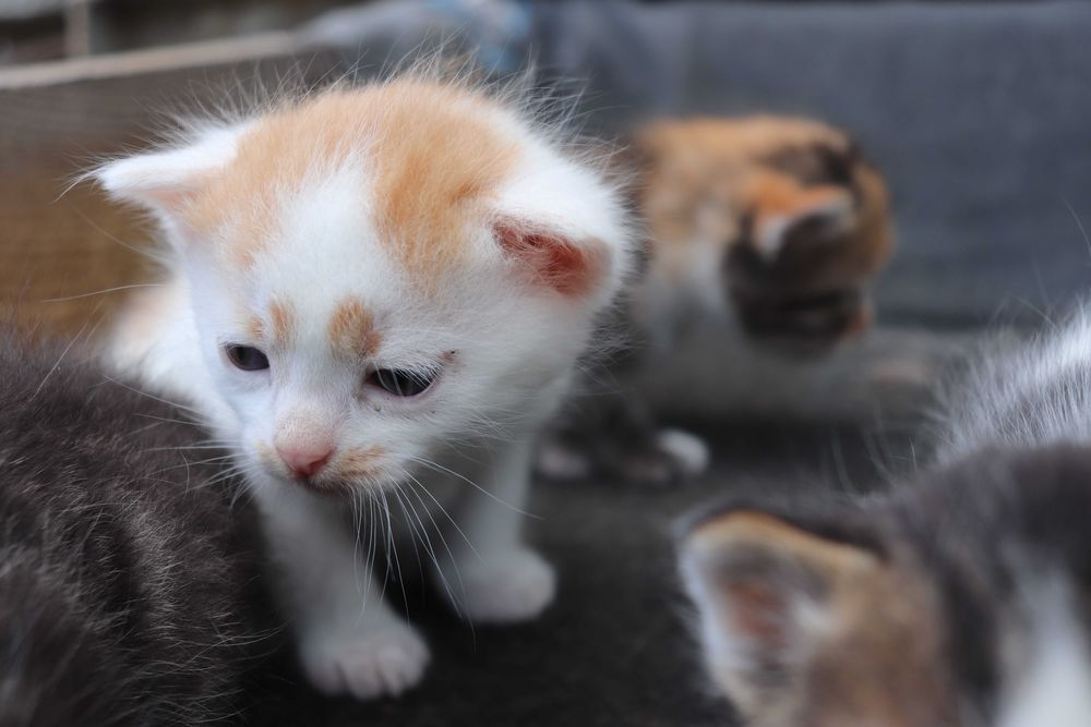 Віддам кошенят в хороші руки