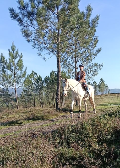 Égua saltos filha lusitanos