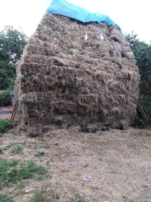 Продам тьюки сіна