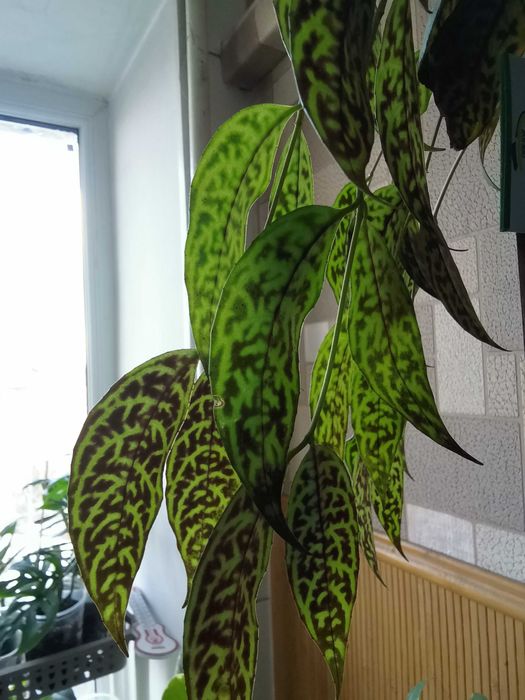 Продам кімнату рослину Есхінантус мрамурний.