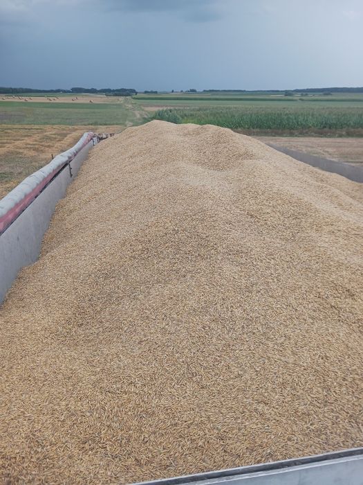 Owies bingo zbiór 2024