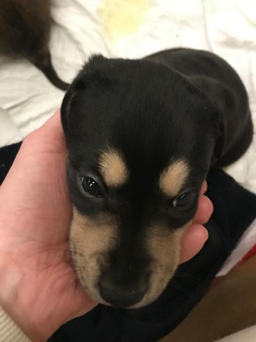 Oddam pieska w dobre ręce