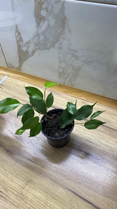 Фікус Бенджаміна