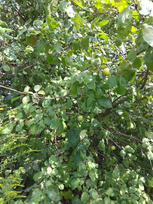 Продаж дому, м. Суми, с. Верхнє Піщане, вул. Ярова, 23