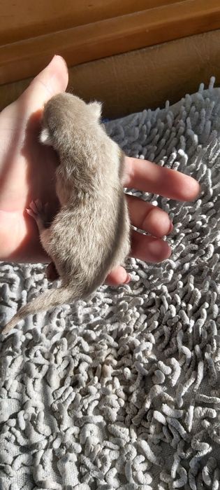 Бурманские котята ( бурма)