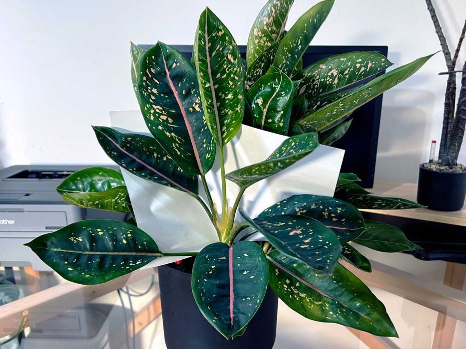 Aglaonema Pink Moon