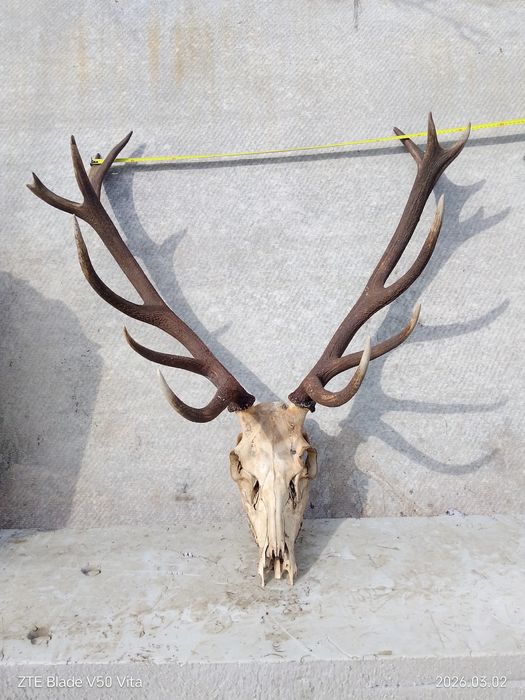 Продаю рога оленя