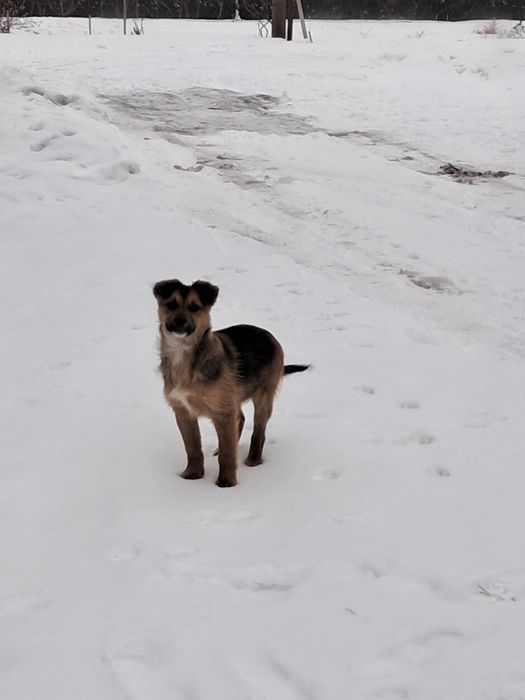 Oddam psa w dobre ręce