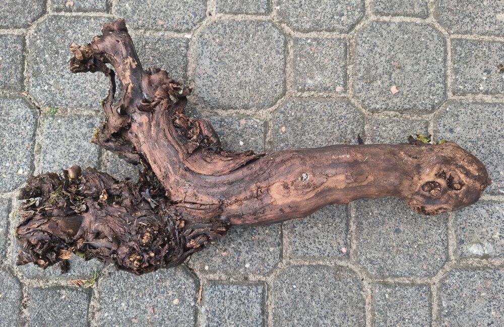 Pnie winorośli pochodzące z winnicy