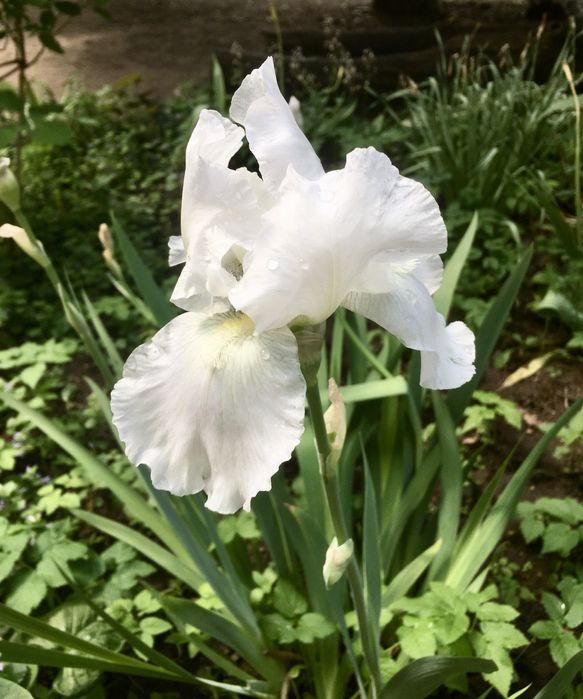 Іріси високорослі та карлікові