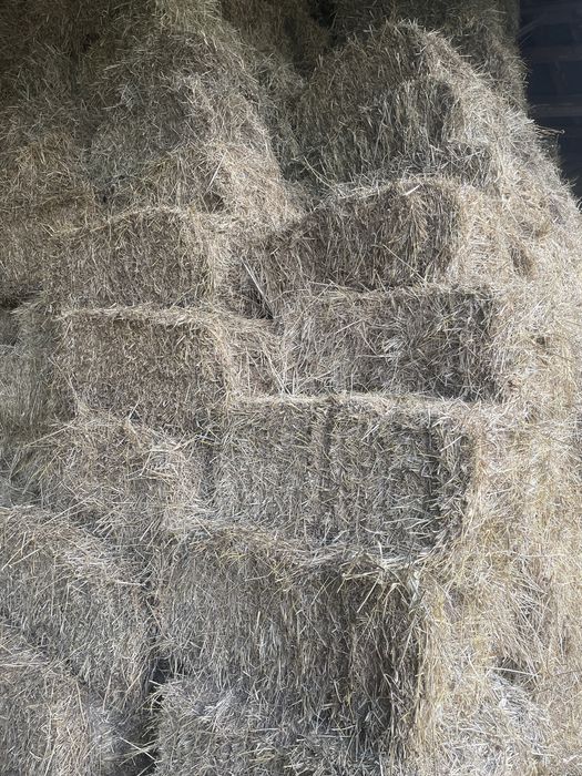 продам тюки сіна