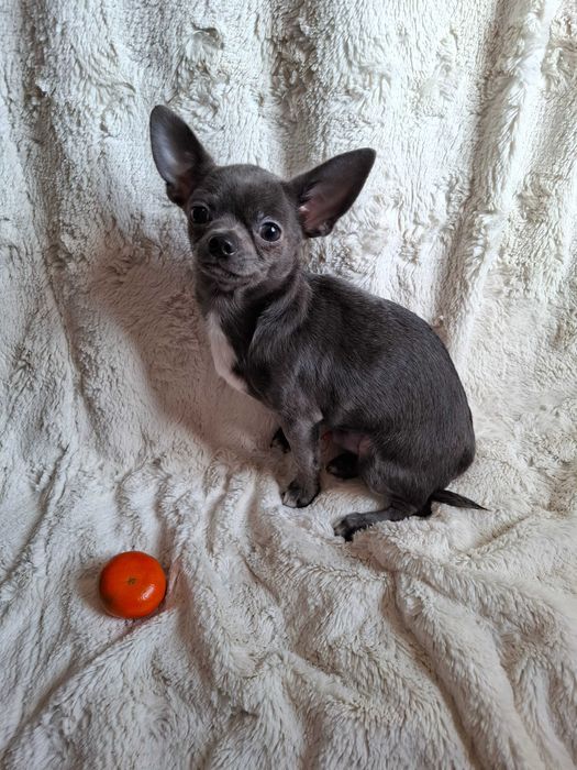 Zarezerwowany.Chihuahua 5 miesięcy 2 kg.