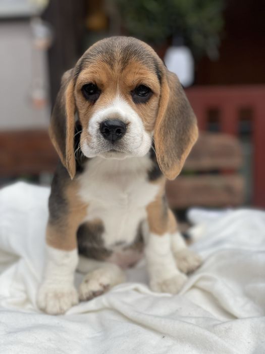 Piekne Beagle, FCI!