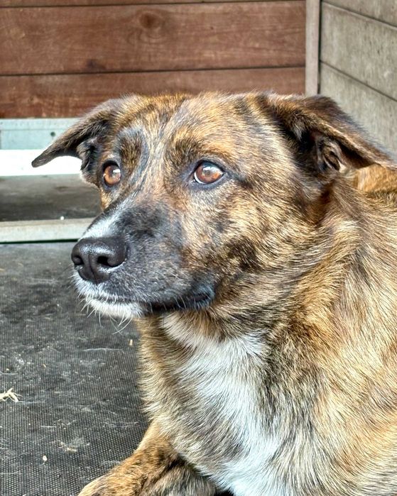 PAŹ - 2-letnia piękność czeka na nowy dom!