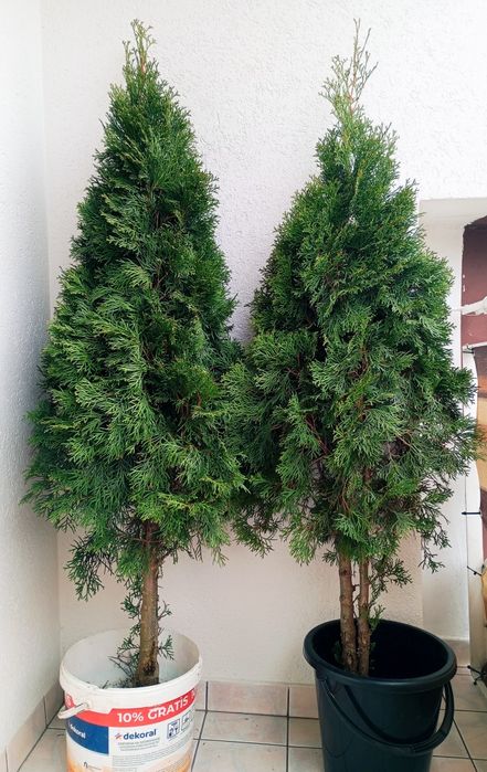 2x młode tuje, wysokość 1,6m, gotowe do posadzenia
