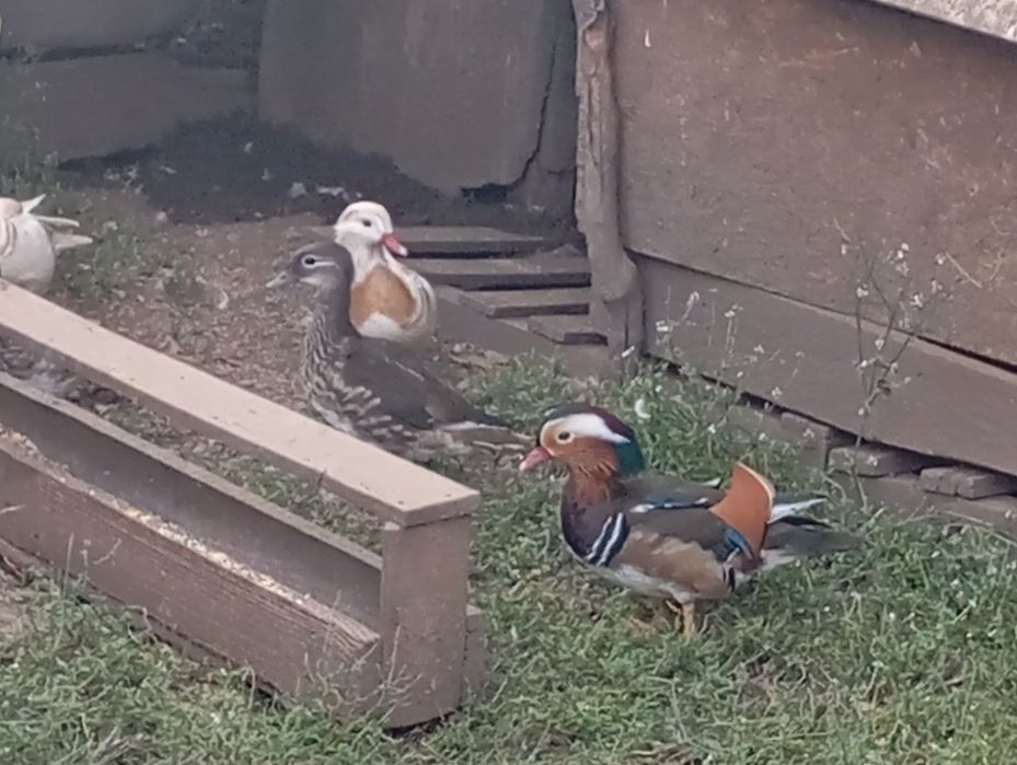 Casais de Patos ornamentais