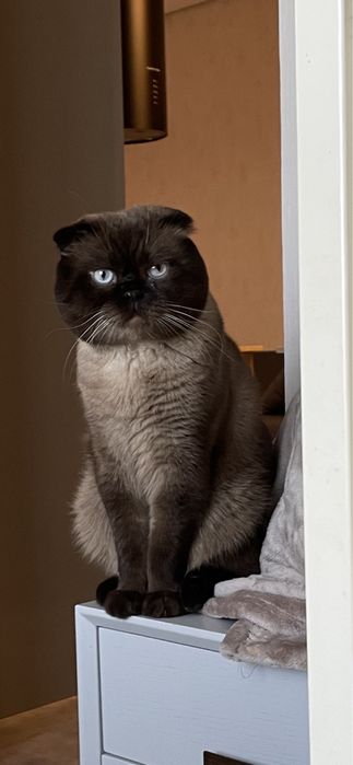 Вязка шотландца