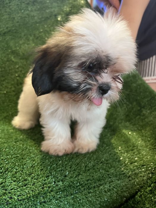 Shi-tzu.excelemte femea mni