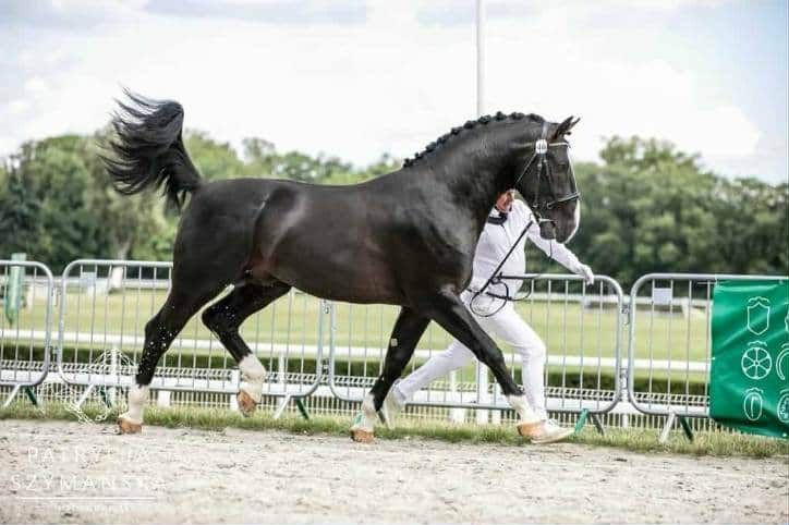 Ogier Śląski Elegant - SO