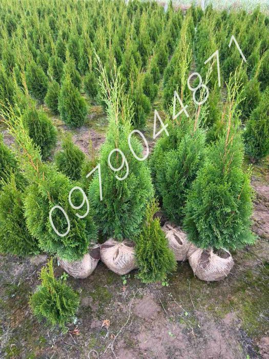 Туя Смарагд : 0.7м до 3м.+  Ялини.Ялівці . Кіпариси