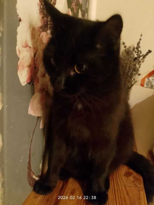 Кішечка 11 місяців