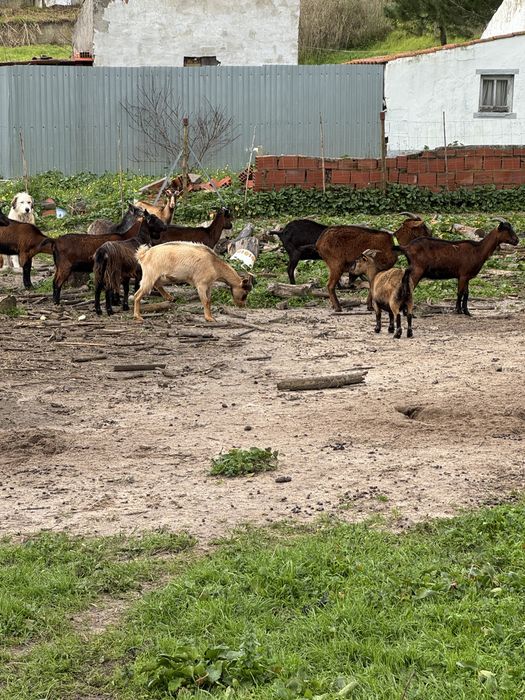 Rebanho de Cabras  prenhas