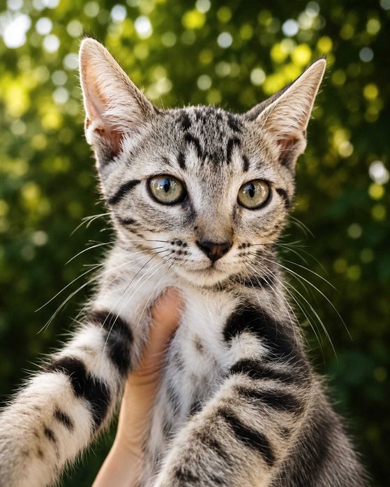 NORI (Macho, 2 Meses e meio) - Para Adoção