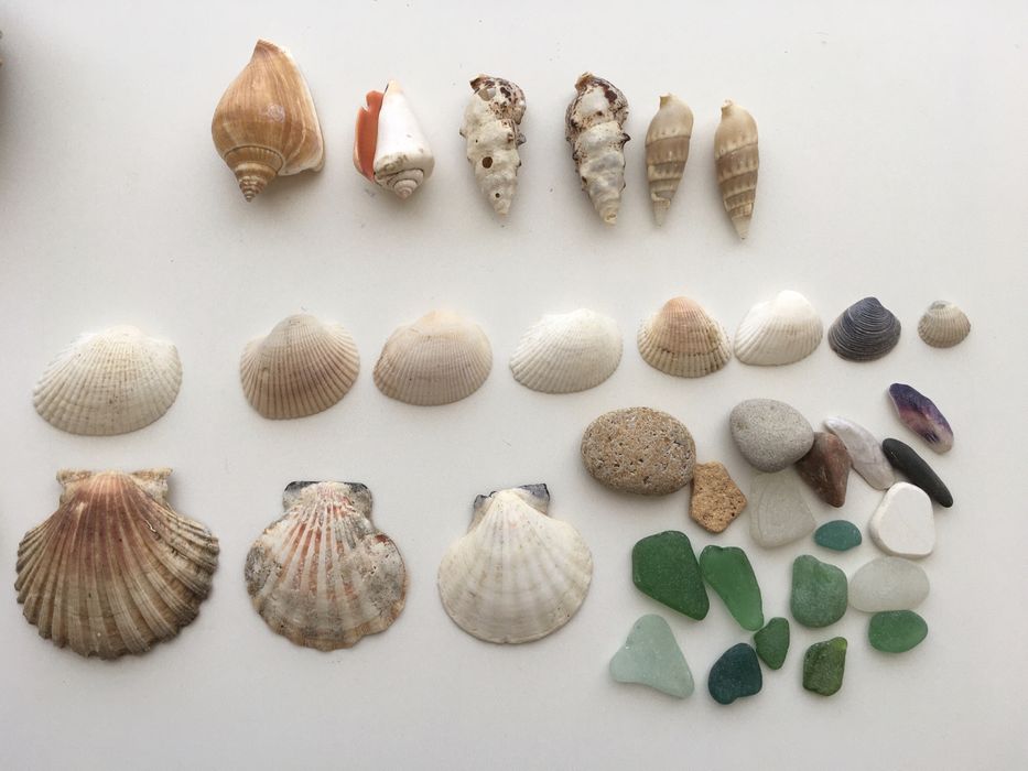 Мушлі океанічні морські  ракушки молюсків рапани