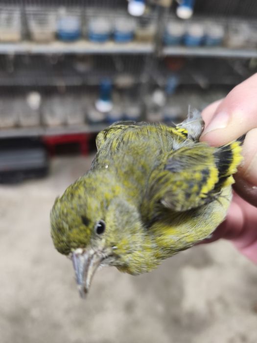 Fêmea magelanica.....