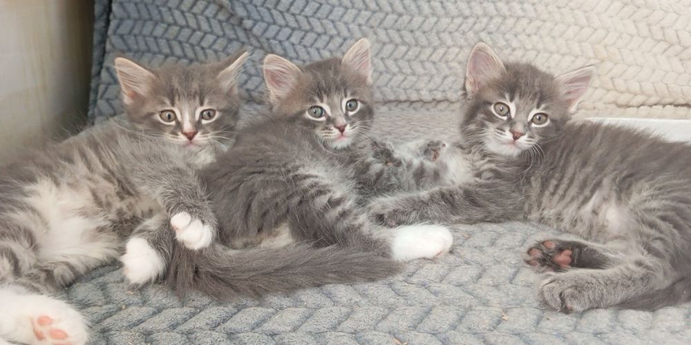 Котята мальчики и девочка