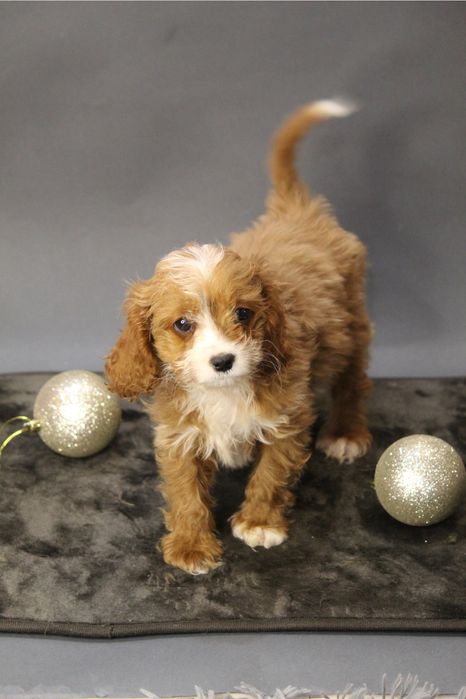 Мальтипу кава пу ,девочка продажа