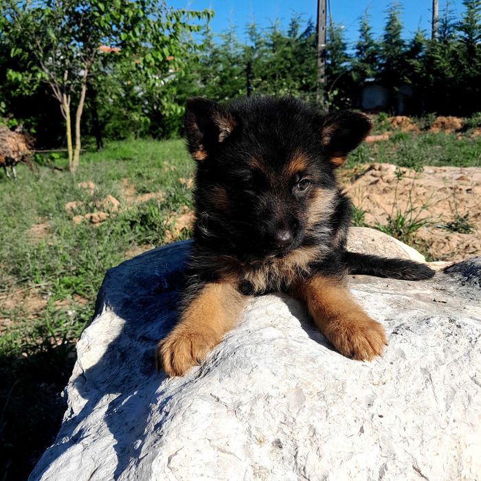 Pastor alemão  com lop