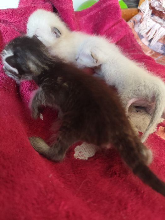 Gatinhas para dar