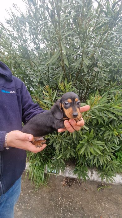 Teckel Preto Afogueado Macho