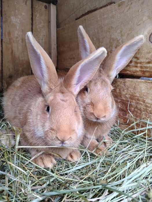 Кролі/Кролики Полтавське срібло