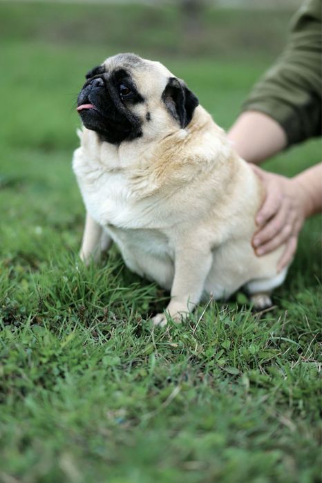 Девочка 4.5 года.