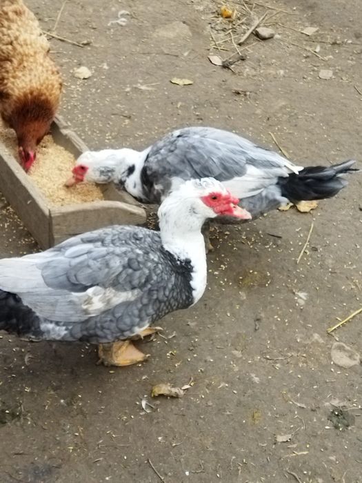 Dorosłe kaczki i Kaczory.