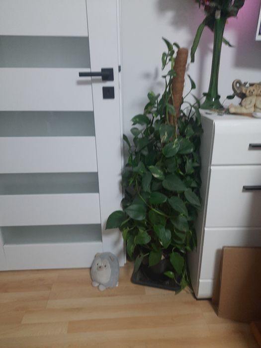 Epipremium sprzedam