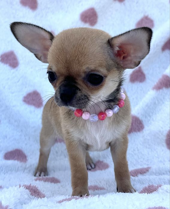 Chihuahua femea Pelo Curto