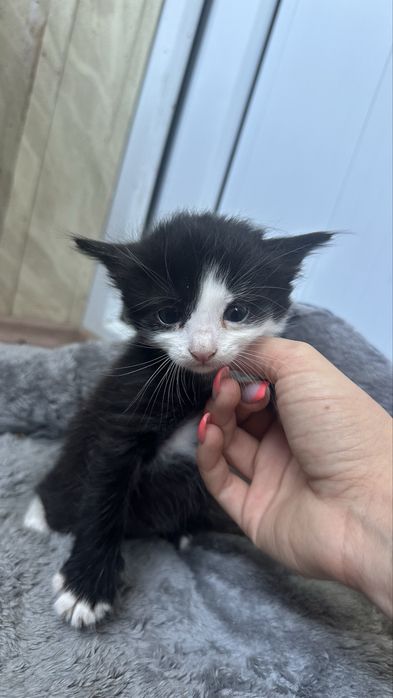 Отдам БЕСПЛАТНО КОТЯТ , 4 мальчика 1 девочка , ласковые