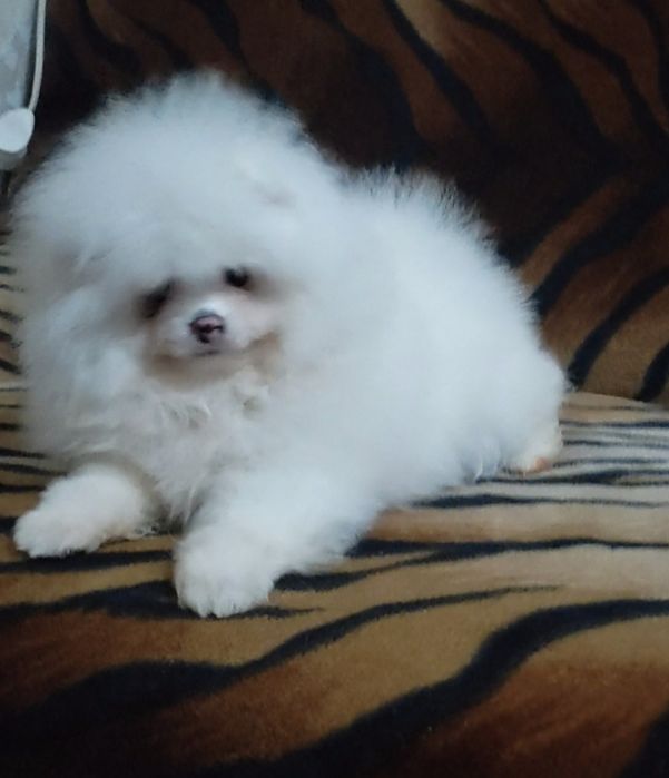 Девочка 3 месяца ,белый мишка