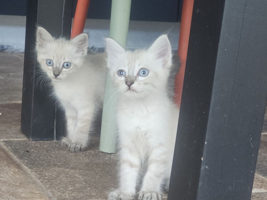 Dão- se Gatinhos