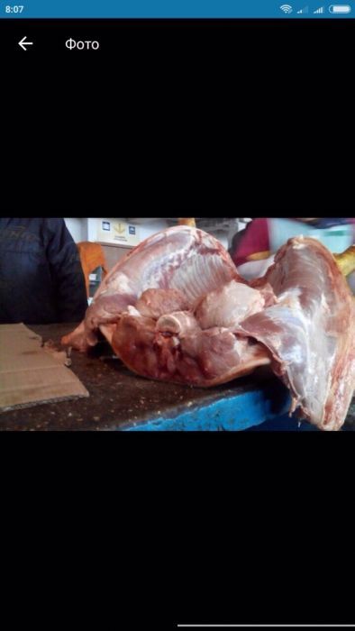 Семя  для искусственного осеминения свиней