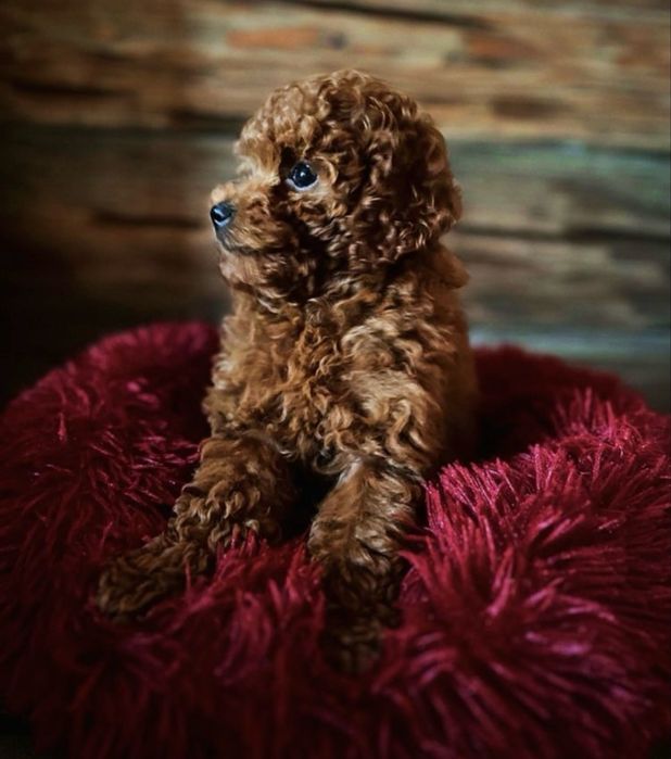 Pudel miniatura red brown / Genetyka