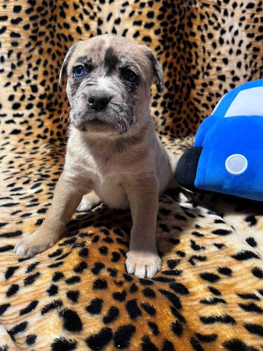 Amstaff suczka merle